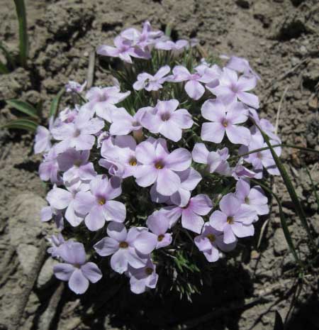 Flower, purple, Murray Canyon, Pacific Crest Trail, Carson Iceberg Wilderness